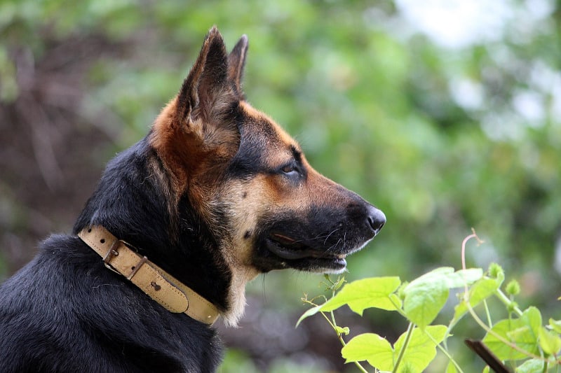 How Much Does A German Shepherd Cost 