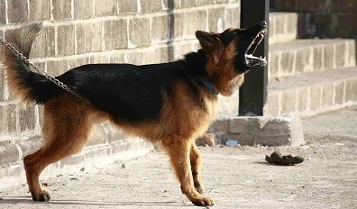 german shepherd training