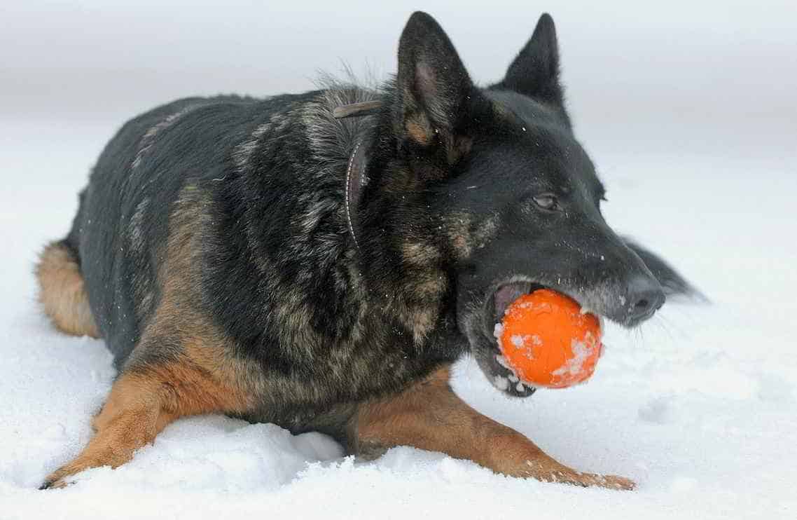 clicker for puppies clicker for dogs 101 clicker for puppies clicker for dogs 101