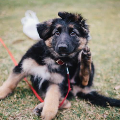german shepherd training