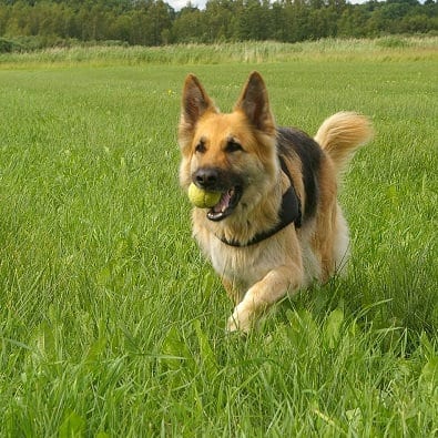 German Shepherd Training - A Comprehensive Guide for Beginners