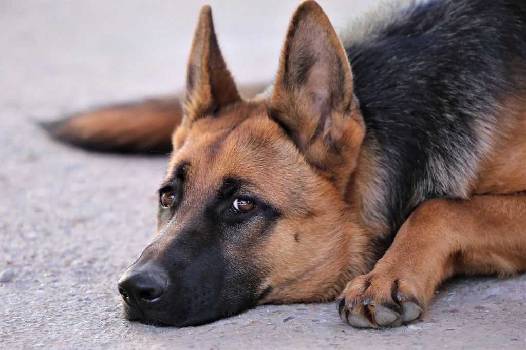 are german shepherds safe to keep outside