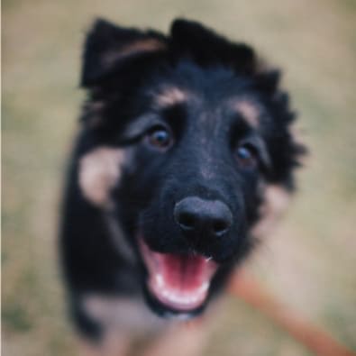 german shepherd training