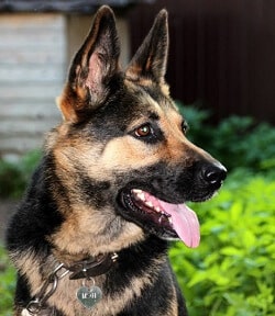 Download 15 Amazing German Shepherd Facts Inside Dogs World