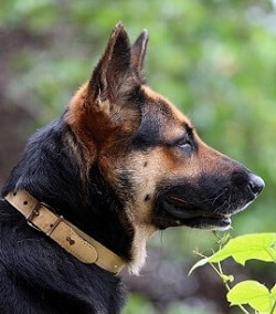 17 Top Pictures German Shepherd Puppy Cost In Kerala : How Much Does A German Shepherd Cost?