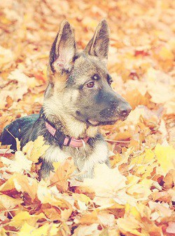 Your German Shepherd Puppy: Starting Off Right!