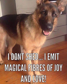 german-shepherd-shedding-meme-1.jpg