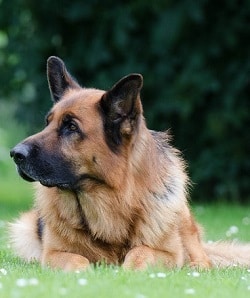 german shepherd temperament