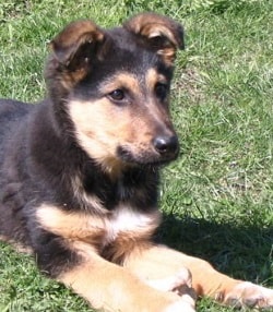 german shepherd training tips