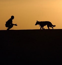 reasons to get a german shepherd