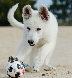 white german shepherd