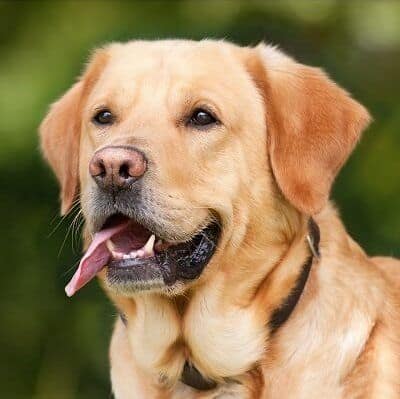 dog training