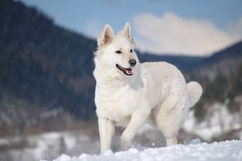 The White German Shepherd: 10 Facts You Didn’t Know