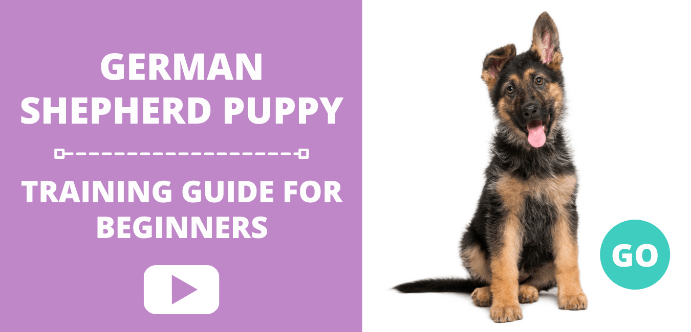 German Shepherd Puppy Training Guide for Beginners · German Shepherd 101