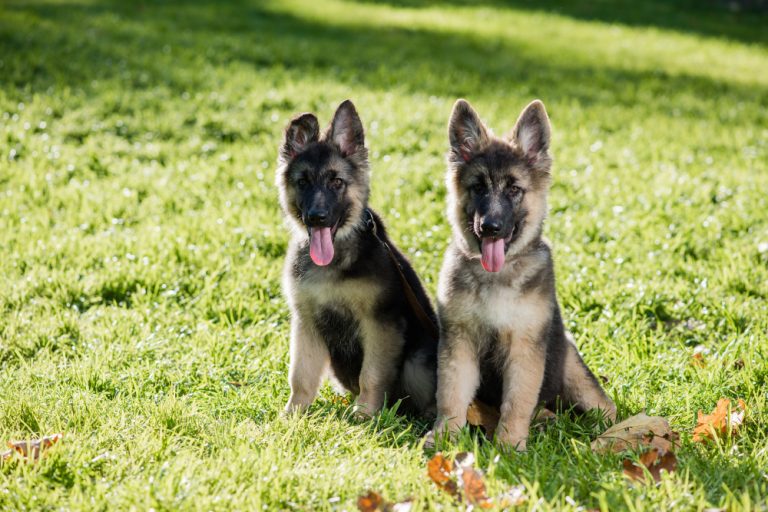 Are German Shepherds Dangerous? Here's What You Need to Know · German ...