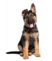 German Shepherd 101 – The Ultimate Resource Guide For First-Time GSD Owners