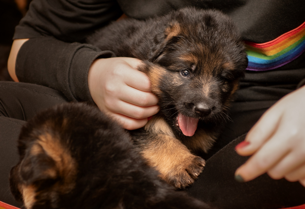 How Much Is A German Shepherd Puppy? (Plus Annual ...