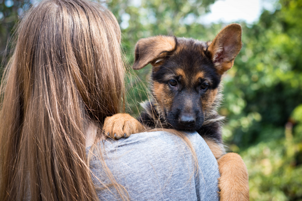 Is German Shepherd Good For First-Time Owner?