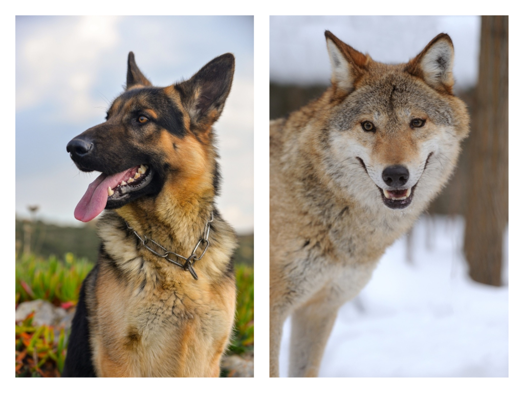 What is the Difference Between a German Shepherd and a Wolf?