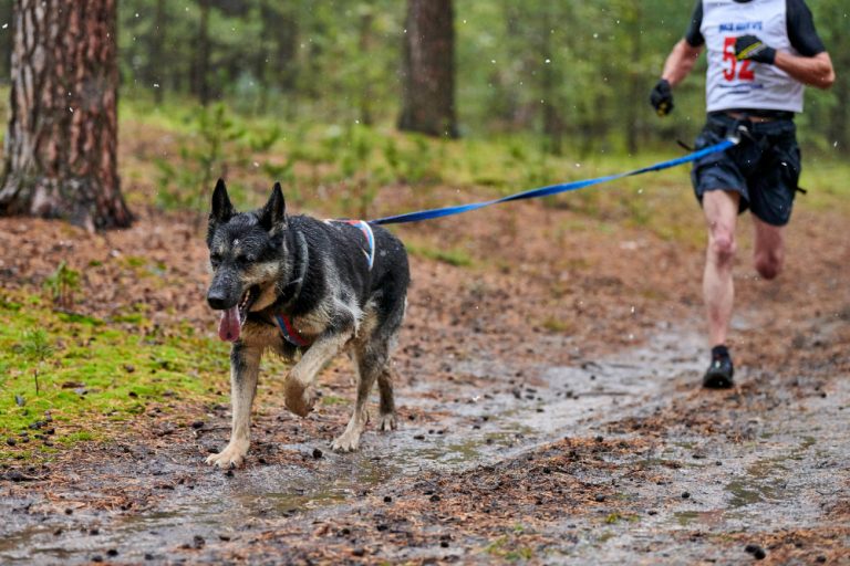 Can German Shepherds Run a Marathon? German Shepherd 101