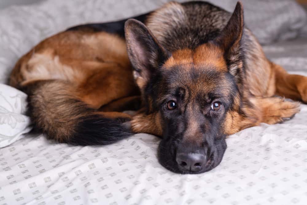 How to Prepare Your German Shepherd Dog for Going Back to Work?