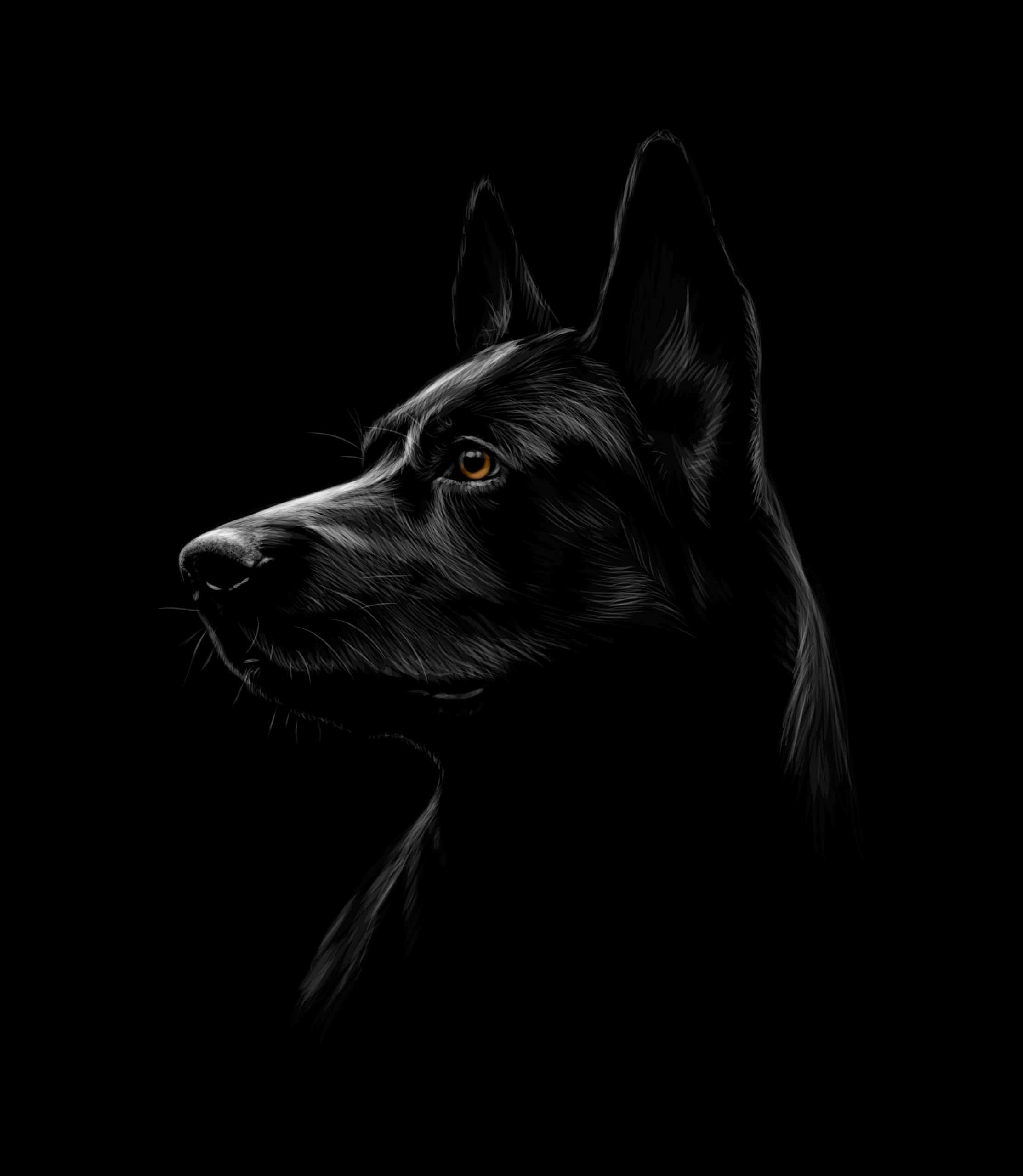 The Black German Shepherd:10 Facts You Didn’t Know
