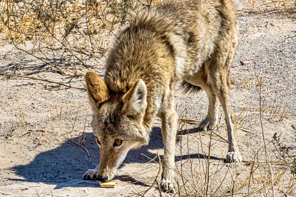 Can a German Shepherd Kill a Coyote?