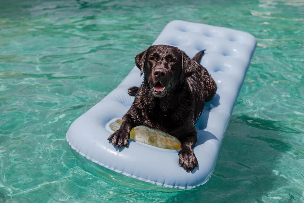How to keep your dog cool in the hot weather?