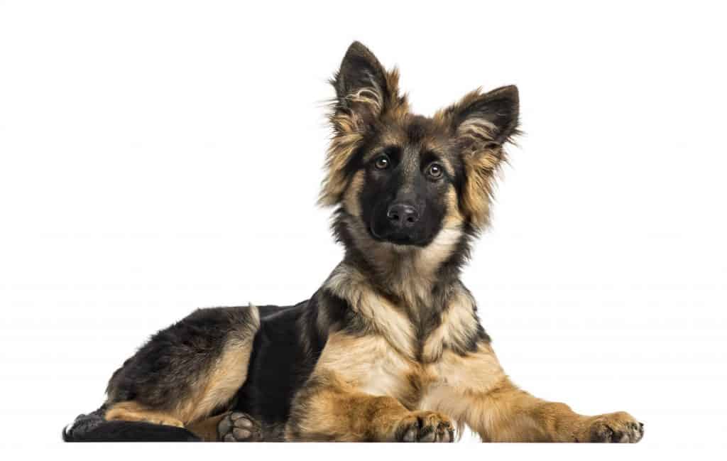 can a beagle and a german shepherd dog be friends