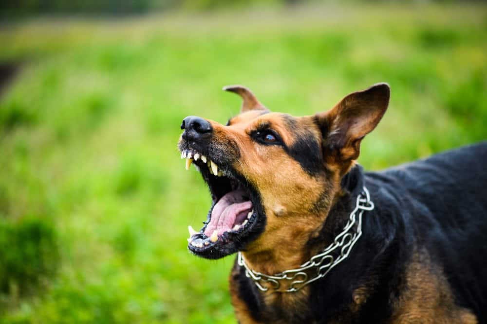 what to do if dog barks at other dogs