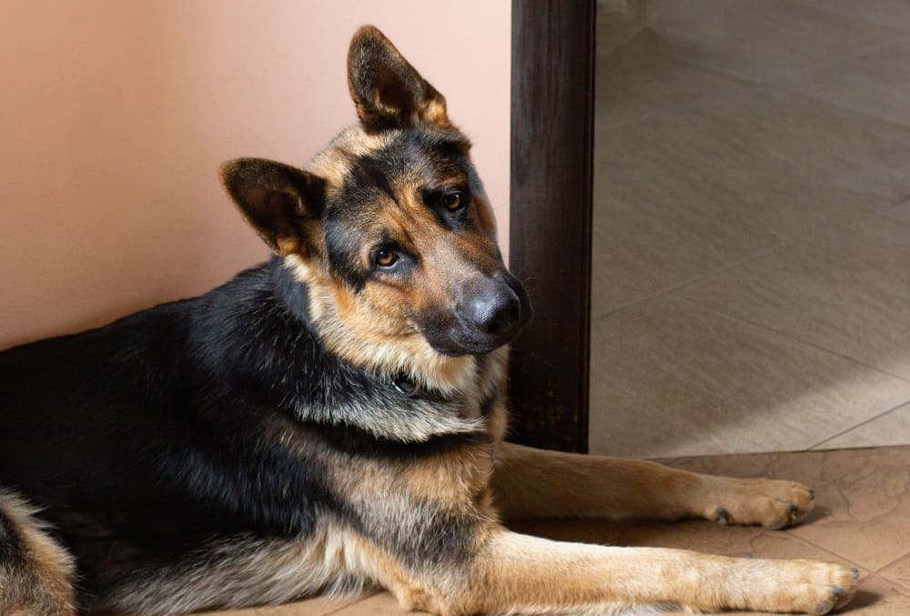 Why Are German Shepherds So Stubborn? And What to Do About It?