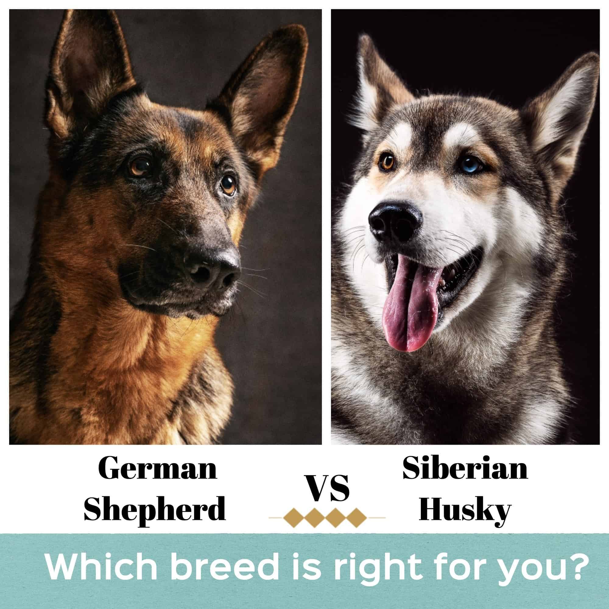 are german shepherds bigger than huskies