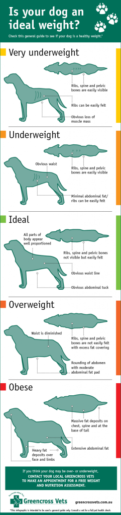 how do you know if your dog is underweight