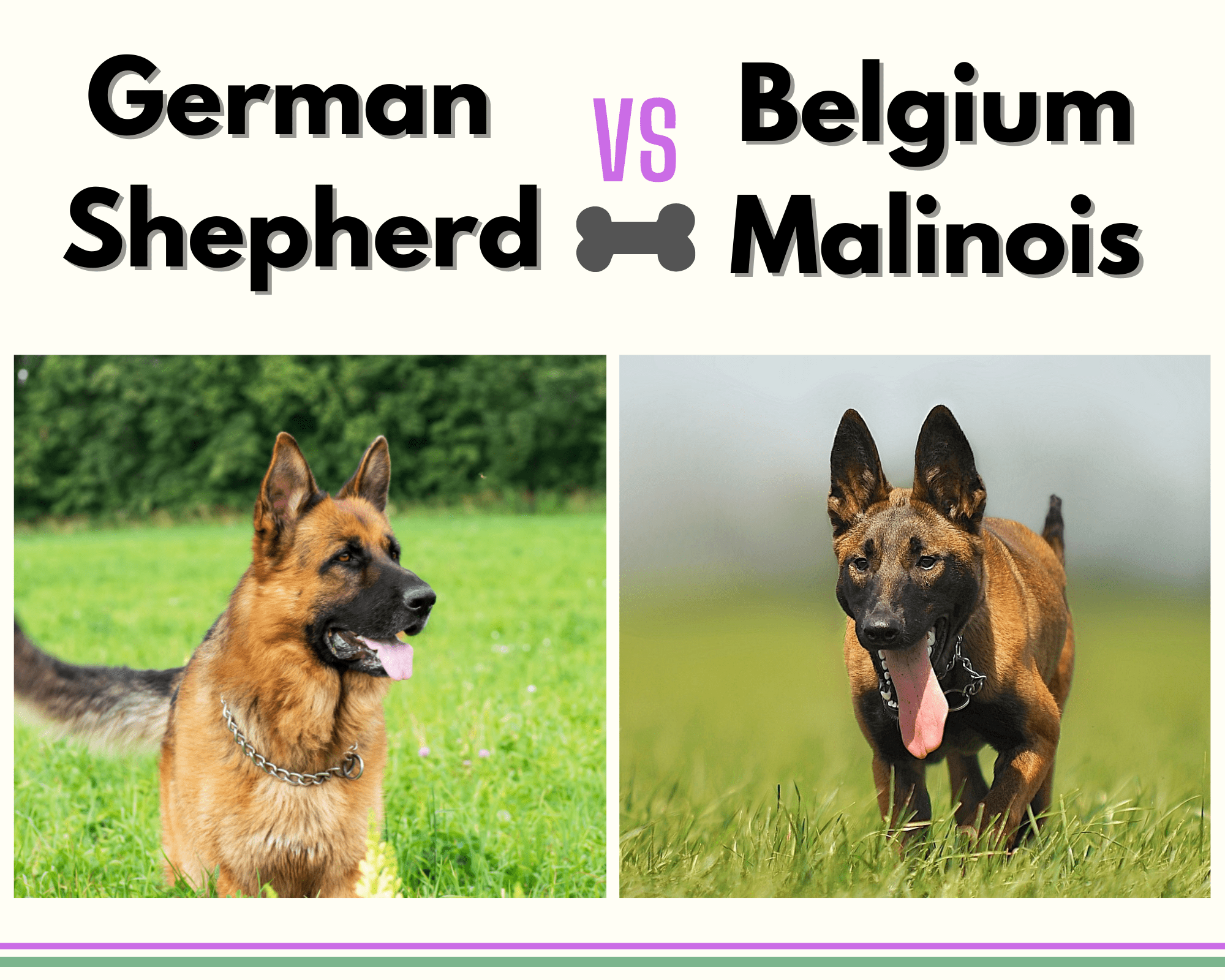 what is a belgian german shepherd