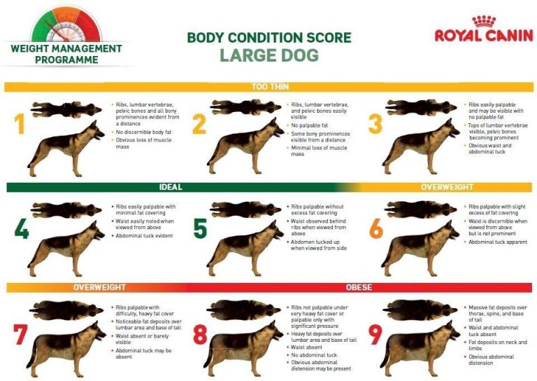 German Shepherd Weight Charts