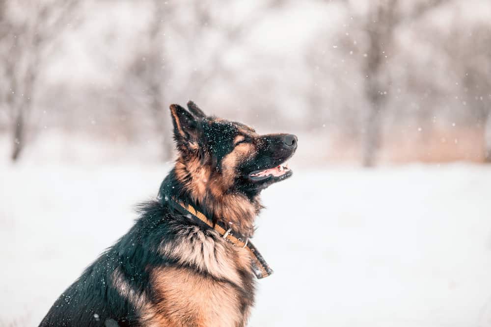 How Cold Can German Shepherds Tolerate, Do German Shepherds Need A Coat In Winter