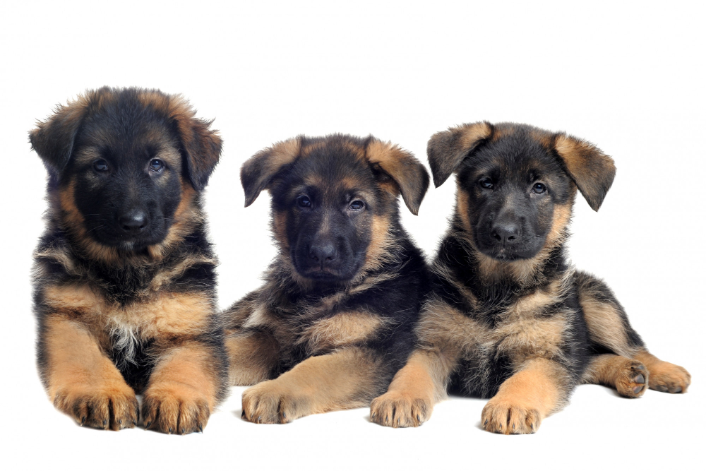 German Shepherd Puppies: Everything You Need to Know · German Shepherd 101