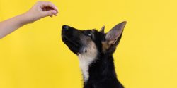 10 Best Training Tips for German Shepherd Puppy Owners