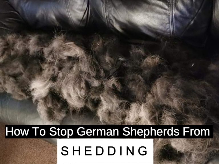 Can You Stop German Shepherds from Shedding? · German Shepherd 101