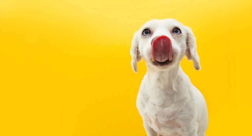 The Best & Worst Dog Foods Ever According to a 45Year Veterinarian