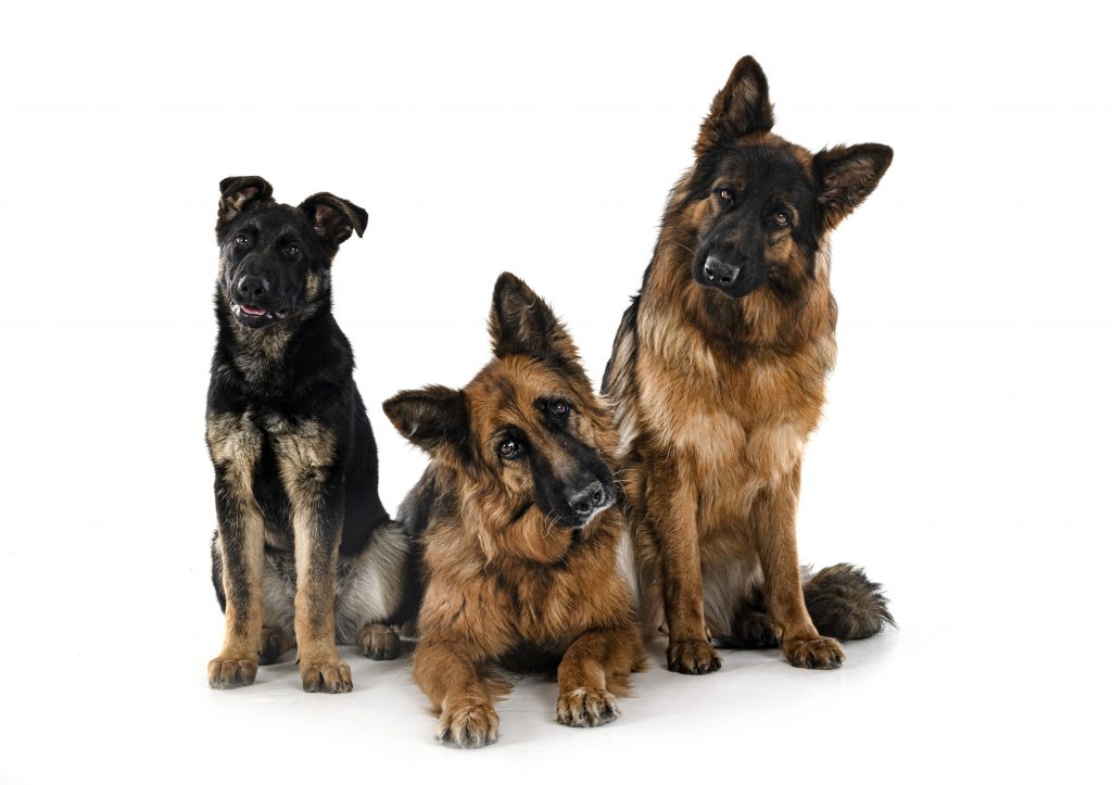 what is the best name for a german shepherd dog