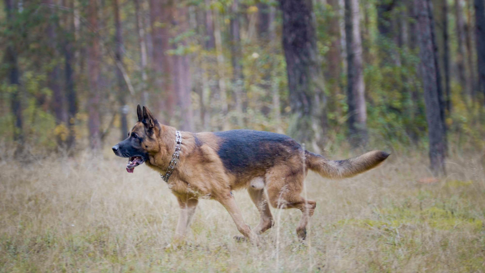 what is a good hip score for german shepherds