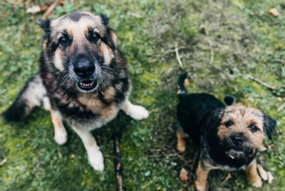 are german shepherds good with other dogs at home and outside