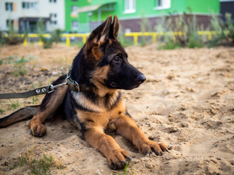 Why Are German Shepherds Used as Police Dogs? · German Shepherd 101