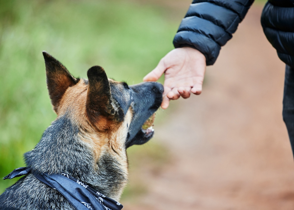 Are German Shepherd Good Family Dogs?