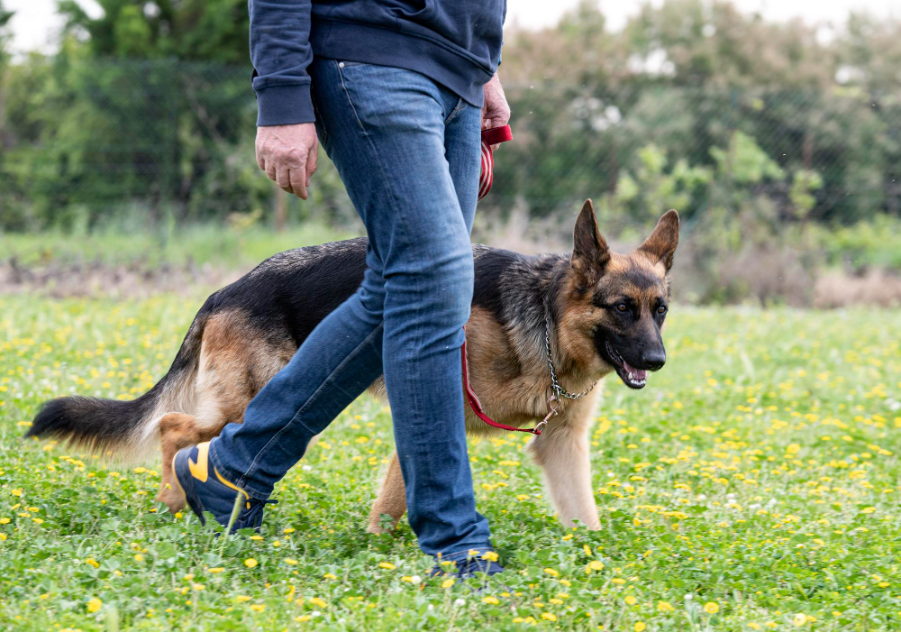 why is german shepherd so popular