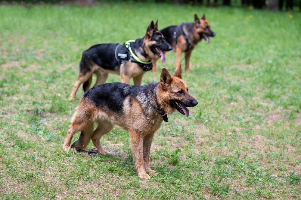 Why Are German Shepherds So Smart?