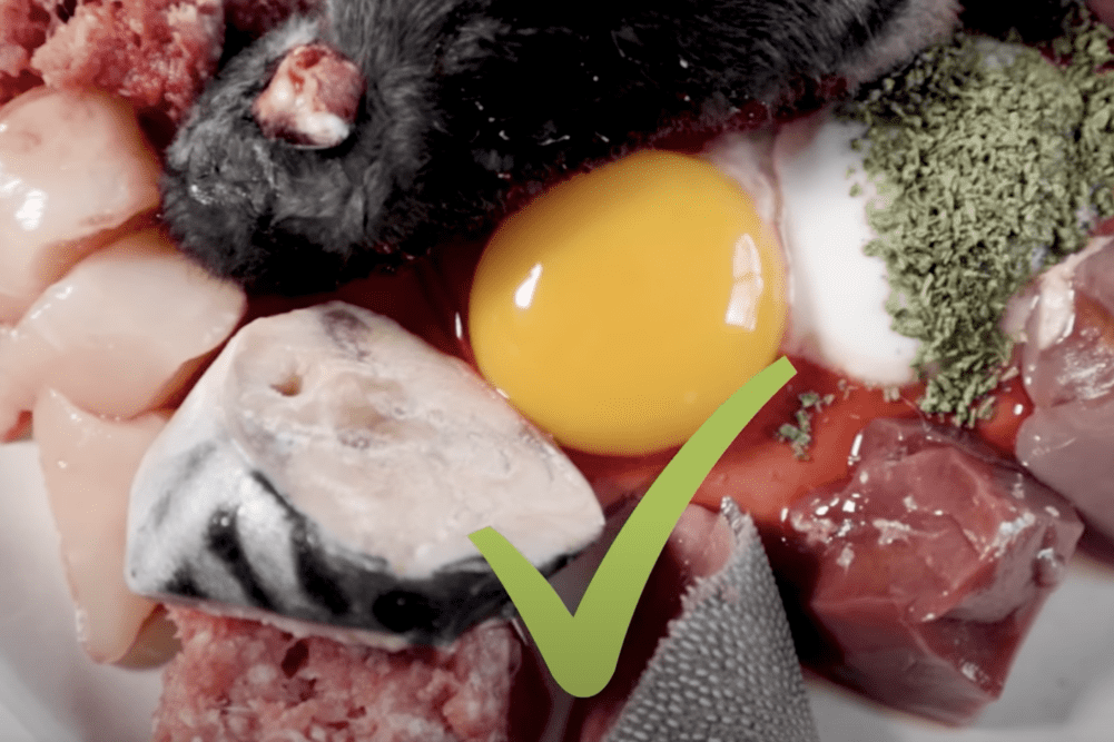 The Benefits of Feeding Your German Shepherd Raw Food