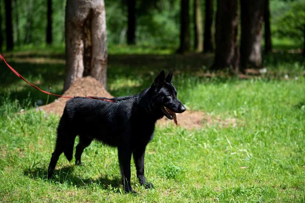 Are Black German Shepherds Aggressive?
