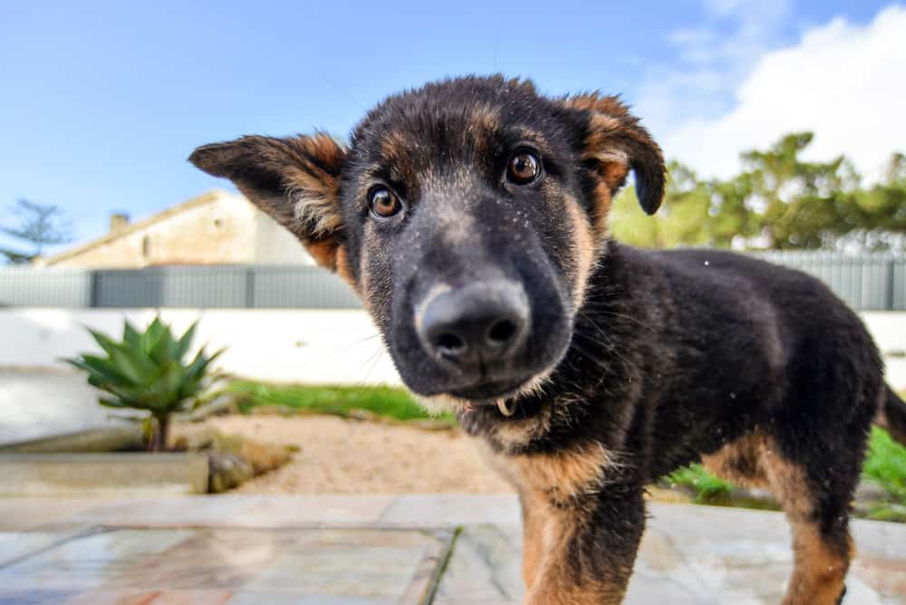 how much does it cost to feed a german shepherd per month